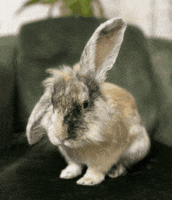 Bunny Rabbit GIF by Salih Kizilkaya