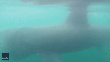 Kayaker Has Close Encounter With Basking Shark