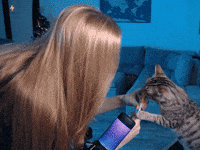 Cat Streamer GIF