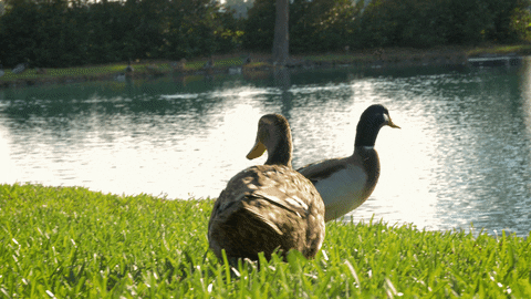 Ducks GIF by Lamar University