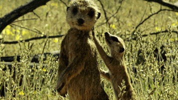 GIF by PBS