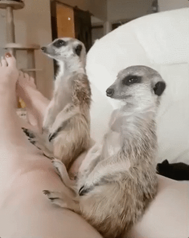 meerkat GIF by ViralHog