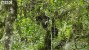Andean Bear Falling GIF by BBC Earth