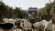 GIF by The Last Man On Earth