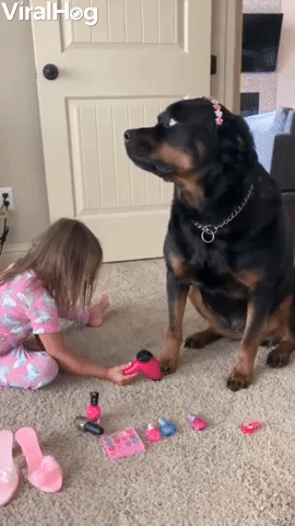 Patient Rottweiler Maya Gets Pampered on Spa Day