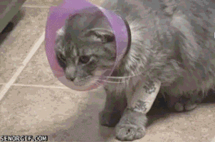 cheezburger shame cone tuna cans GIF