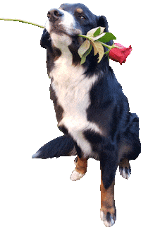 dog rose Sticker by Tales&Tails