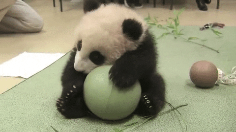 sad panda GIF