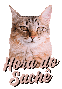 romeuemalelo cat cats gato gatos Sticker