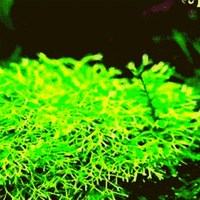 Water Plant GIF by AquariumMe