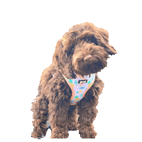 Puppy Eyes Sticker
