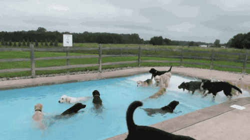 dog party GIF