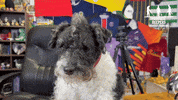 Dog Lay Down GIF by Finders Beepers History Seekers