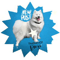Dog Video Sticker
