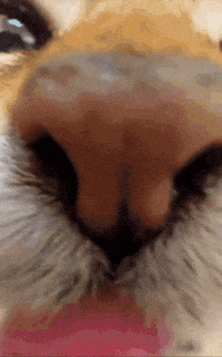 Mei Mei Cat GIF