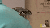 nat geo wild pet GIF by The Incredible Dr. Pol
