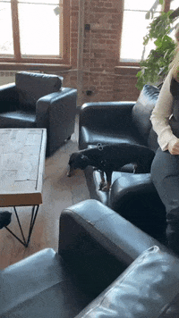 Dogs Office GIF by WebTalk