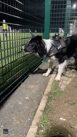 Border Collie Can't Take Its Eyes Off Soccer Game