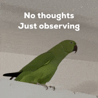 Suspicious Reaction Gif GIF