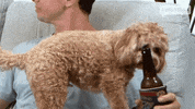 Party Drinking GIF by Gogglebox Australia