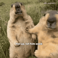 Marmot Hol Up GIF