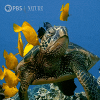 Close Up Friends GIF by Nature on PBS