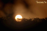 rose bachelor au GIF by The Bachelor Australia