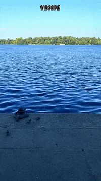 Water Ocean GIF