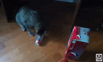 scared cat GIF