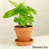 botanicabar_ fun party dancing plants GIF