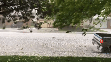Pig Caught Out in Hailstorm in Billings, Montana