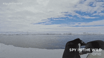bbc one GIF by BBC