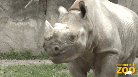 Meal Time Eating GIF by Brookfield Zoo