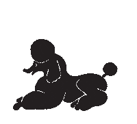 Black Poodle Sticker by poodlefitzroy