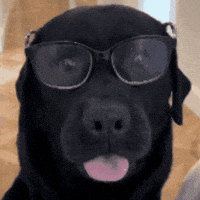 Good Boy Dog GIF