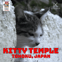 Henry Golding Japan GIF by Ovation TV