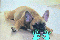 Frenchie GIF