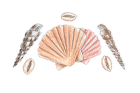Beach Shell Sticker