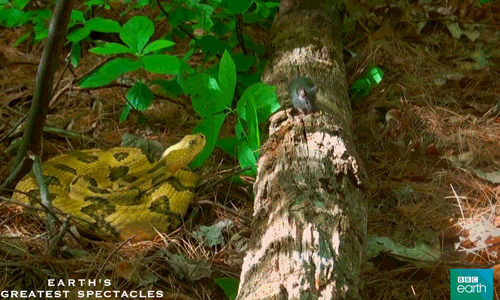 natural history surprise GIF by BBC Earth