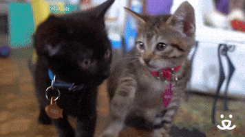 F O S T E R A KITTEN