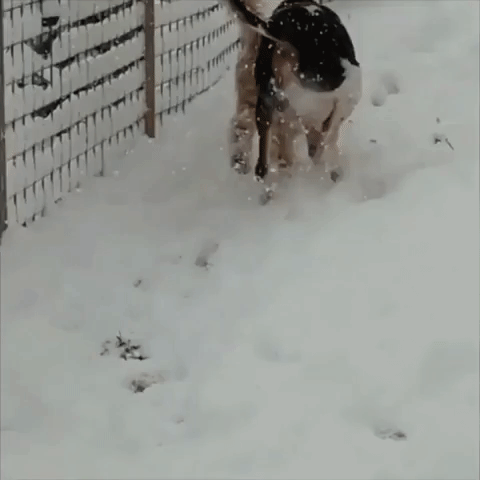 Happy Pup Pals Frolic in Snowy DC as Winter Storm Hits