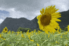 Flowers Bee GIF by Nikki Elledge Brown