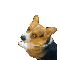 Corgi Milo Sticker