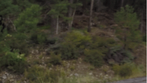 bigfoot GIF