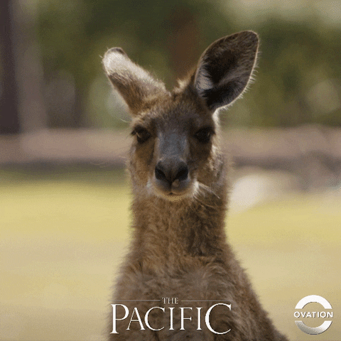 australia kangaroo GIF by Ovation TV
