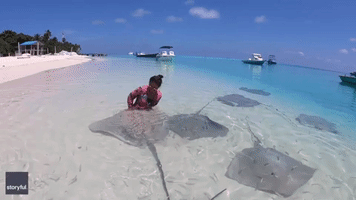 Tourist Plays With Group of Stingrays on Shore of Maldives Beach