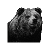 Endangered Species Act Bear Sticker by Defenders of Wildlife