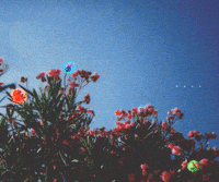 colors flowers GIF by jaydr_create