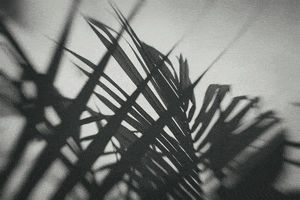Palm Trees Plants GIF by Robert Matejcek