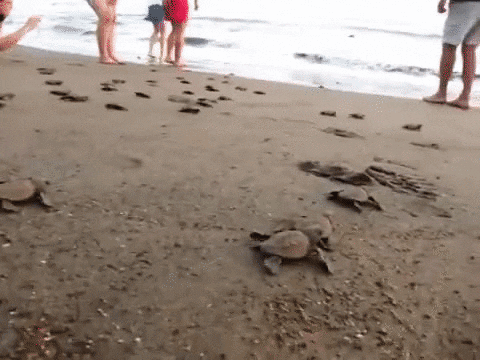 baby sea GIF